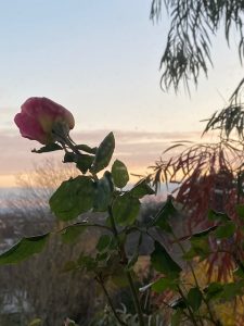 The Retiring Gardener – Roof top gardening at the City Edge